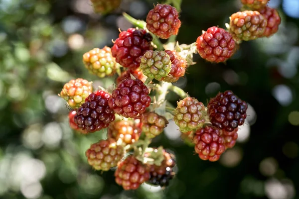 Primer Plano Arbusto Zarza Cultivando Deliciosas Moras Silvestres —  Fotos de Stock