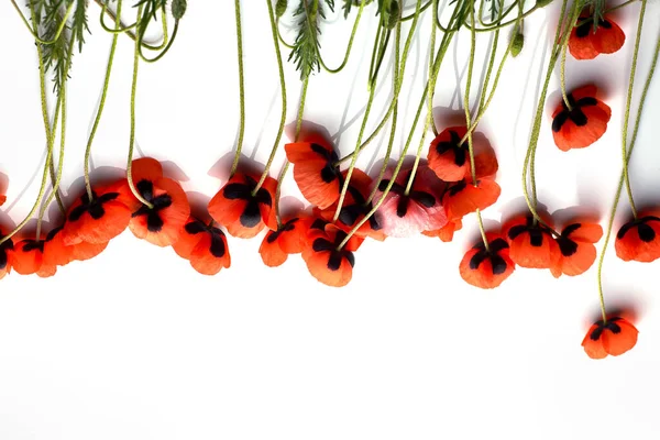 Beyaz Arka Planda Kırmızı Gelincik Çiçeği Boşluğu Kopyala — Stok fotoğraf