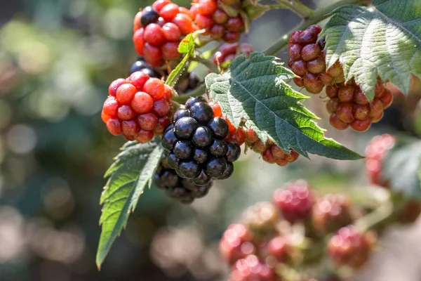 Primer Plano Arbusto Zarza Cultivando Deliciosas Moras Silvestres —  Fotos de Stock