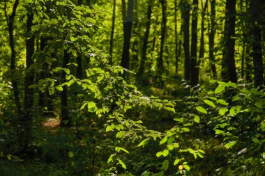 Renkli sonbahar yapraklarının yakın plan görüntüsü.