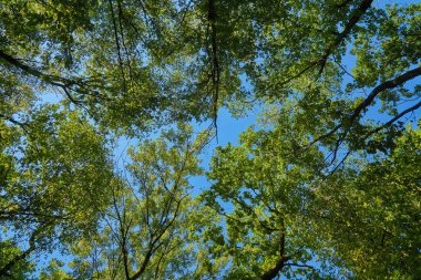 Ormandaki mavi gökyüzüne bakıyorum.