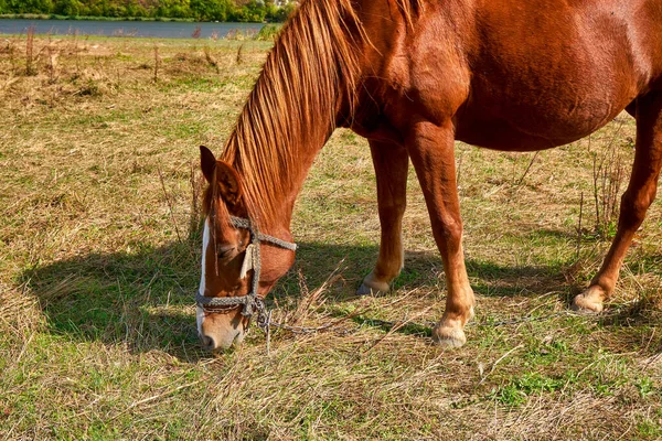 Cheval Brun Pâturant Dans Enclos Herbe Verte Été — Photo