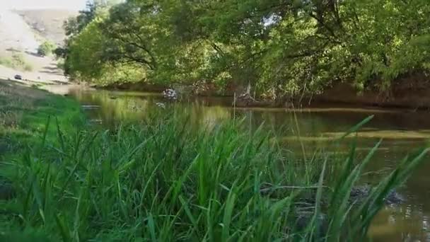Güzel Bir Nehir Bir Sürü Yeşillik Ağaçlar Suda Güzel Bir — Stok video