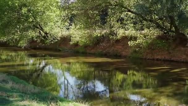 Belle Rivière Beaucoup Verdure Arbres Beau Reflet Dans Eau — Video