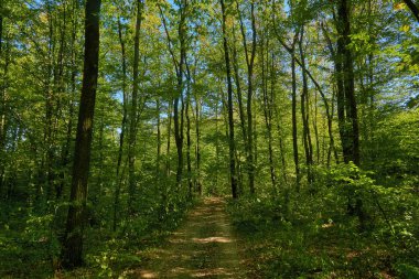 Sonbahar orman manzarası, altın yaprakları aydınlatan ılık ışık huzmeleri ve olay yerine giden bir patika.