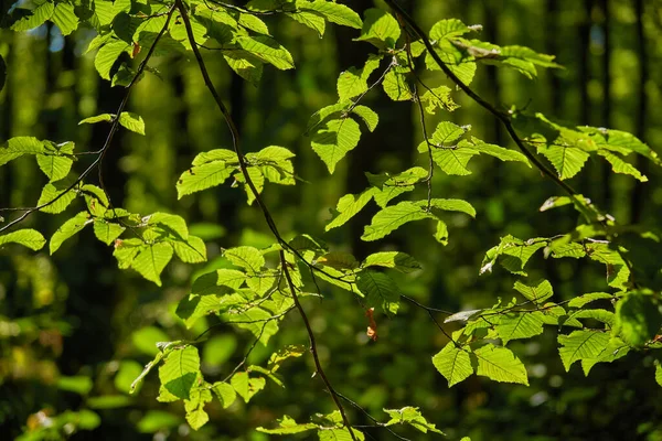 Närbild Färgglada Höstlöv — Stockfoto