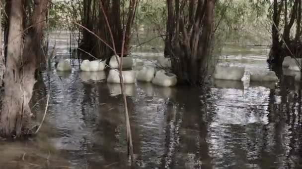 Nehirdeki Ördek Kaz Sürüsü — Stok video