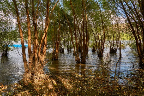 River Old Metal Remo Barco Pesca Ancored Entre Árvores Água — Fotografia de Stock