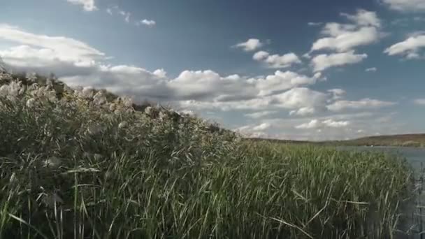 Vass i blå flod och himmel med moln — Stockvideo