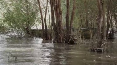 River ve Old Metal Kürek Balıkçı teknesi ağaçların arasına açılır. Yüksek su.