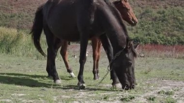 Küçük tay annesinin yanında duruyor.