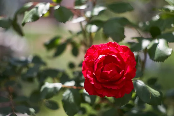 红玫瑰为自然假日背景 花园里堆满了红玫瑰 — 图库照片
