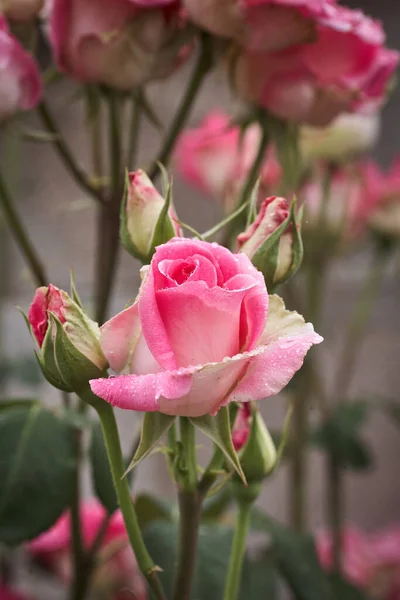 Rosa Colorida Bonita Delicada Com Gotas Jardim — Fotografia de Stock