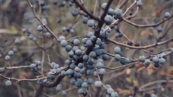 秋天阳光明媚的日子里 黑荆花丛生 结蓝色果实 — 图库视频影像
