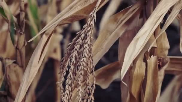 Cosechar Los Tallos Secos Maíz Campo Finales Verano Otoño Clima — Vídeos de Stock