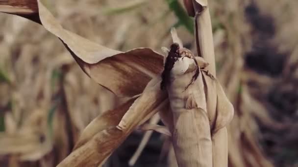 夏または秋の終わりに畑にトウモロコシの乾燥した茎を収穫します — ストック動画
