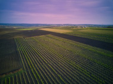 Meyve bahçesinin havadan görünüşü, sıra sıra ağaçlar..