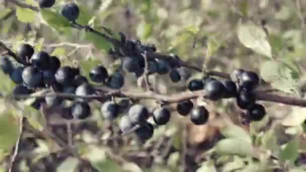 Sleedoorn Struik Met Blauw Fruit Een Zonnige Herfstdag — Stockvideo