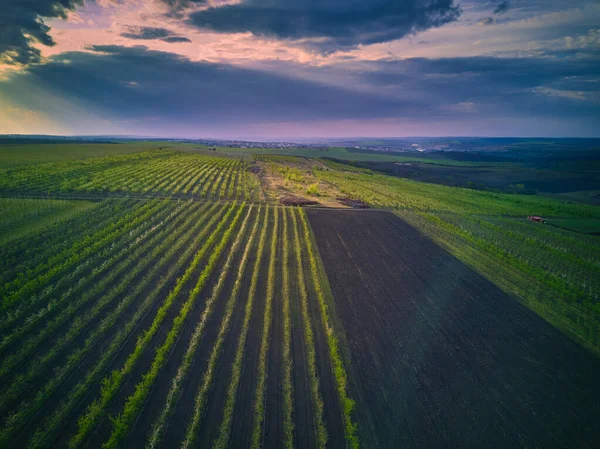 Vista Aérea Del Huerto Frutal Árboles Fila — Foto de Stock