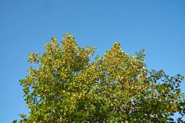 Young light green oak foliage against a blue sky
