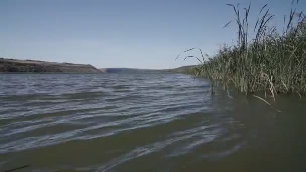 Roseaux Dans Rivière Bleue Ciel Vith Nuages — Video
