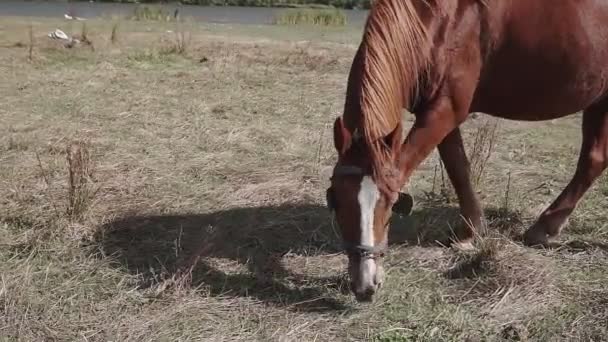Cavallo Nero Che Mangia Erba Pascolo — Video Stock