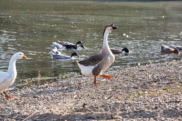 Goose River Flock Geese River — Stock Photo, Image