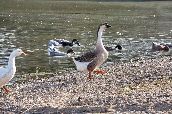 Gans Fluss Gänseschwarm Auf Dem Fluss — Stockfoto