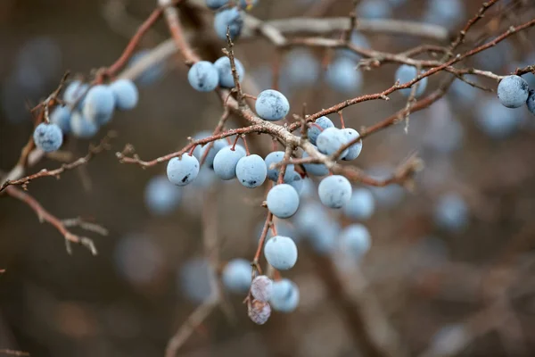 Blackthorn Bush Blue Fruits Fall Sunny Day — Stock Photo, Image