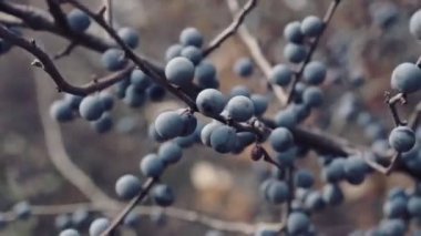Güneşli bir sonbahar gününde mavi meyveli Blackthorn çalısı.