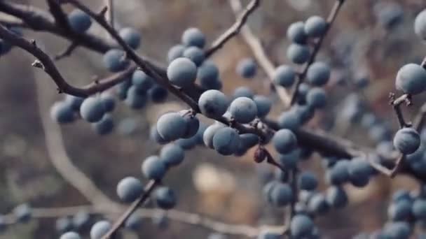 Sleedoorn Struik Met Blauw Fruit Een Zonnige Herfstdag — Stockvideo