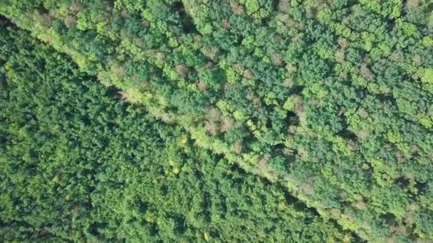 Časný Podzim Lese Zelenými Jehličnany Lehce Nažloutlými Listnatými Stromy — Stock video