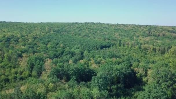 Principios Otoño Bosque Con Árboles Coníferas Verdes Caducifolios Ligeramente Amarillos — Vídeo de stock