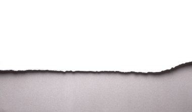 Gri arka planda beyaz yırtık kağıt. koleksiyon kağıdı yırtılması