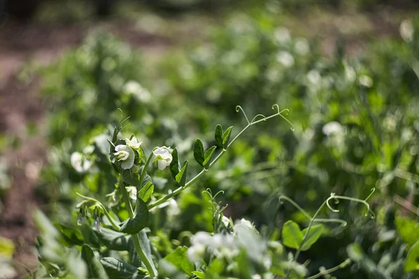 Los Guisantes Que Florecen Plantan Campo Producto Natural Ecológico — Foto de Stock