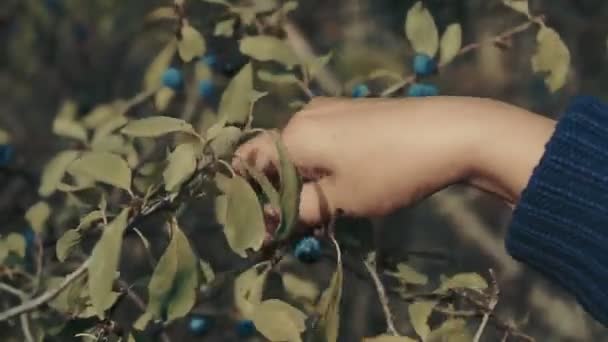 Nahaufnahme Des Pflückens Reifer Wilder Bio Blaubeeren Aus Dem Busch — Stockvideo