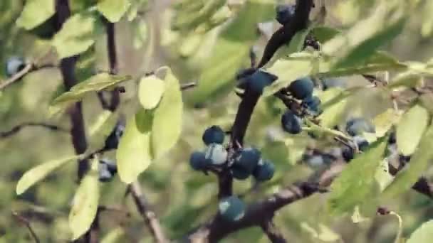 Arbusto Espinheiro Preto Com Frutas Azuis Dia Ensolarado Outono — Vídeo de Stock