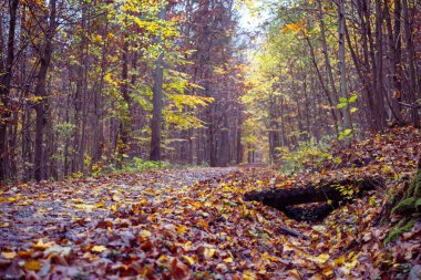 Güneşli bir günde sonbahar parkında renkli bir ağaç sokak. Sonbahar, Parktaki Altın Ağaçlar.