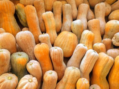 Bir sürü kabak arka plan