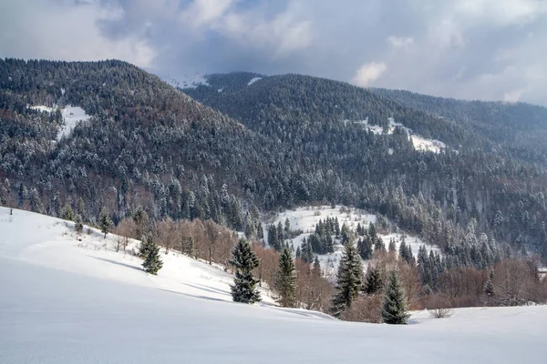 Winter landscape, snowy mountain range covered with pine forest
