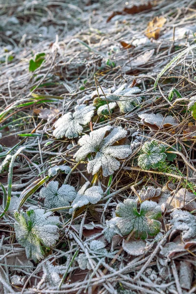 Πάχνη Χειμώνα Μοτίβο Στο Φθινοπωρινό Πράσινο Γρασίδι — Φωτογραφία Αρχείου