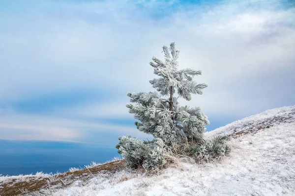 Snötäckta Ensam Spruce Grantree Ovanpå Ett Berg Mot Blå Himmel — Stockfoto