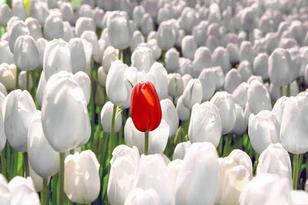 Sozinho Tulipa Vermelha Campo Branco Conceito Único Especial Raro — Fotografia de Stock