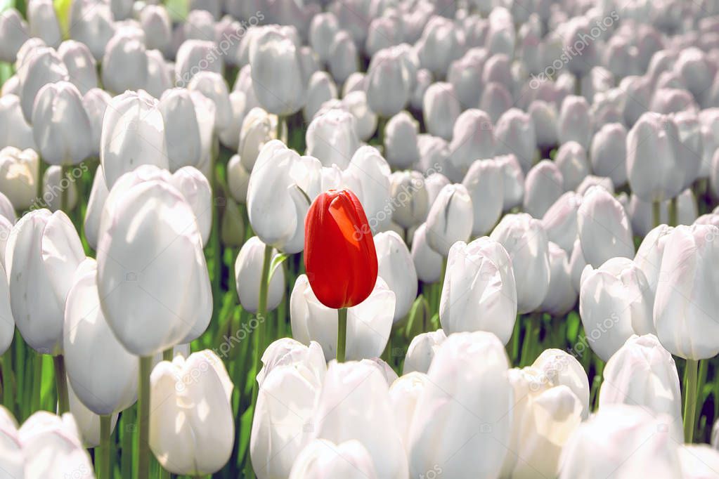 Alone red tulip in a field of white, the concept is unique, special, rare.