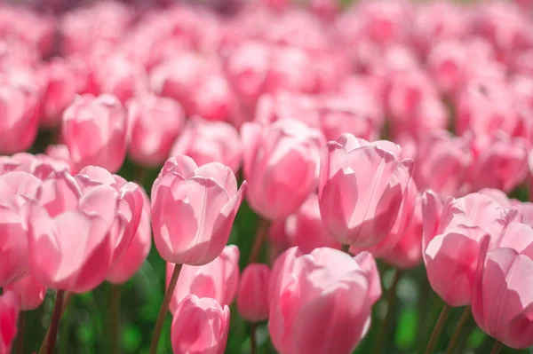 Blommig Bakgrund Fältet Ljusa Rosa Våren Tulpaner — Stockfoto