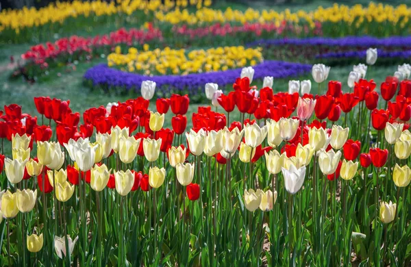 Flowerbed Met Fel Veelkleurige Tulpen Vrolijke Floral Achtergrond — Stockfoto