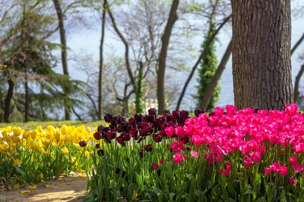 Blumenbeete Mit Tulpen Beim Tulpenfest Emirgan Park Istanbul Türkei — Stockfoto