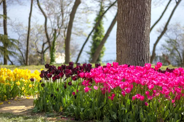Blumenbeete Mit Tulpen Beim Tulpenfest Emirgan Park Istanbul Türkei — Stockfoto