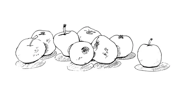 Boceto Mano Alzada Deliciosas Manzanas Jugosas Con Sombra — Archivo Imágenes Vectoriales