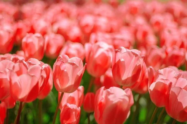 Fondo Floral Campo Tulipanes Primavera Rojo Brillante —  Fotos de Stock